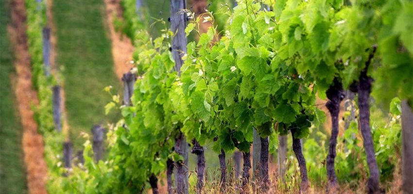 Tur de degustare in Balcani: top vinuri bulgaresti