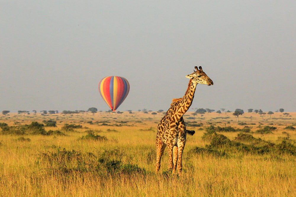 Circuit Africa de Sud si Safari in Parcul Kruger