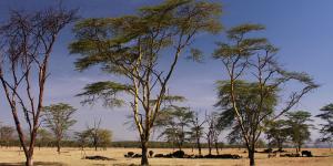 Kenya