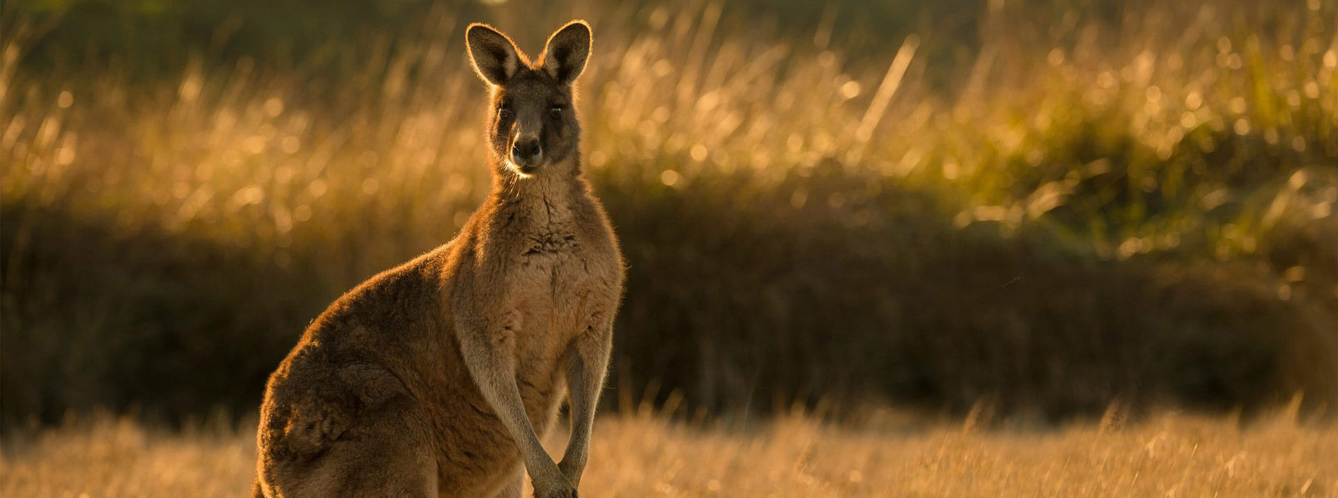 Circuit Australia, Tasmania si Noua Zeelanda
