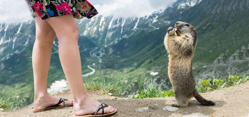 Viziteaza marmota! Descopera o alta fata a Elvetiei